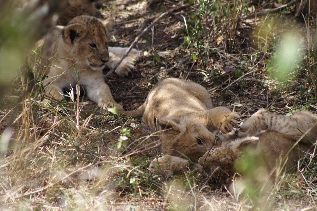 08-Lion cubs.jpg - Lion cubs